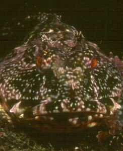 Ocean Cove, Sonoma County